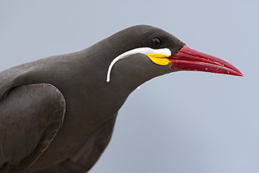 Portrait of Inca tern, Pescadores guano island  Peru