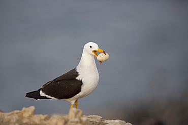 Belcher's gull with egg, Pescadores guano island  Peru