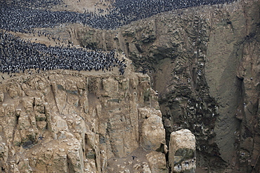 Guanay Cormorant colony, Pescadores guano island  Peru