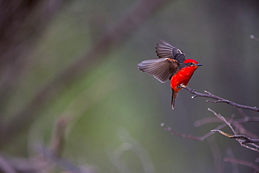 Vermillon flycatcher, San Fernandino Nazca Desert Peru