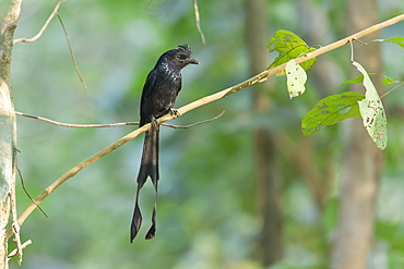 Greater racket-tailed Drongo on branch-Royal Bardia NP Nepal