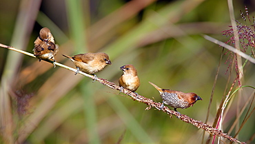 Scaly-breasted munias on a branch, Royal Bardia NP Nepal