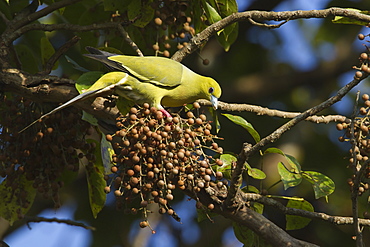 Pin-tailed green pigeon eating fruits-Royal Bardia NP Nepal