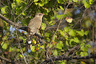 Sirkeer malkoha on a branch, Royal Bardia NP Nepal