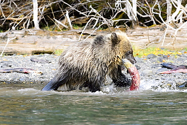 Young grizzly bear cub eating a sockeye salmon in Canada