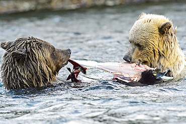 Female grizzly bear and her cub eating a salmon in Canada