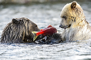 Female grizzly bear and her cub eating a salmon in Canada