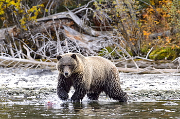 Male grizzly bear fishing a sockeye salmon in Canada