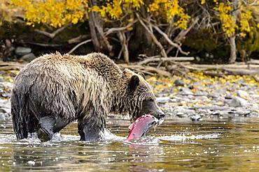 Male grizzly bear eating a sockeye salmon in Canada