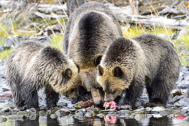 Female grizzly bear and her cubs eating a salmon in Canada