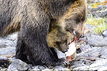 Female grizzly bear and her cub eating a salmon in Canada