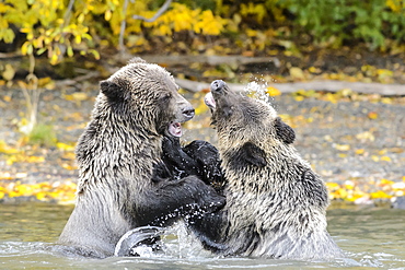 Grizzly bear cubs playing in a stream in Canada