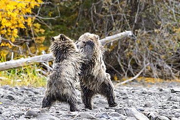 Grizzly bear cubs playing to fight in Canada