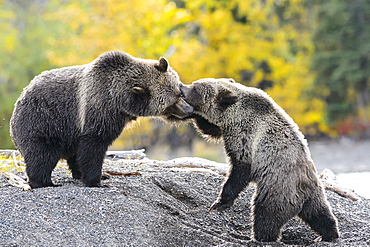 Grizzly bear cub playing to fight with her mom in Canada