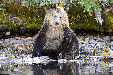 Grizzly bear cub sitting next to a stream in Canada