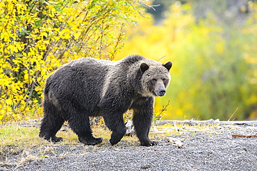 Grizzly bear female walking in Canada