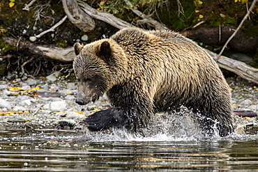 Grizzly bear male fishing a sockeye salmon in Canada