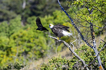 Bald eagles on a branch and crow in Canada