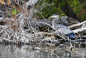 Immature great blue heron snorting in Canada