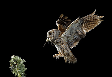 Eurasian Scops Owl in flight with prey, Spain