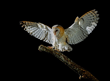 Barn owl on a branch at night, Spain