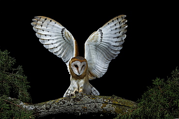 Barn owl on a branch at night, Spain