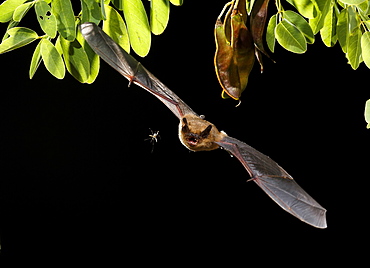 Serotine Bat flying and prey at night, Spain