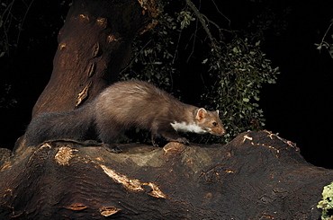 Beech marten on a branch at night, Spain