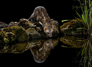 Beech Marten on bank at night and its reflection, Spain