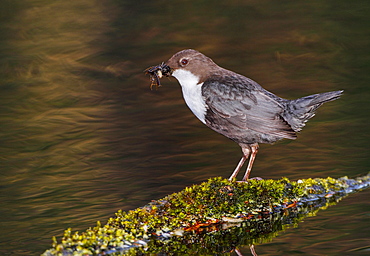 White-throated Dipper on bank with its prey, Spain