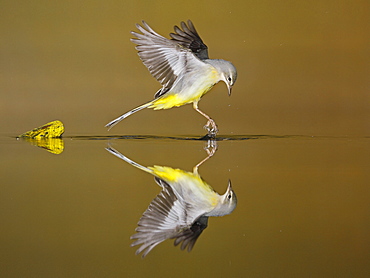 Grey Wagtail flying and its reflection, Spain