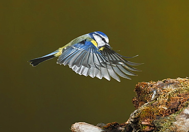 Eurasian Blue Tit flying towards a branch, Spain