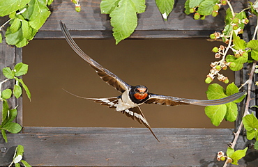 Barn Swallow flying through a window, Spain