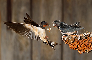 Barn Swallow flying and feeding her brood- Spain