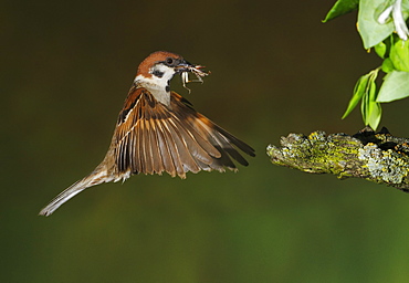 Eurasian Tree Sparrow flying with its prey, Spain