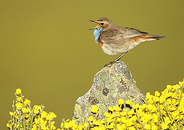 Bluethroat male singing on a rock, Spain