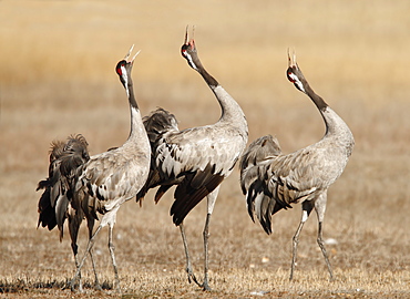 Common Cranes singing, Spain