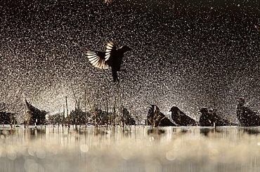 Spotless Starling group flying and bathing backlig, Spain
