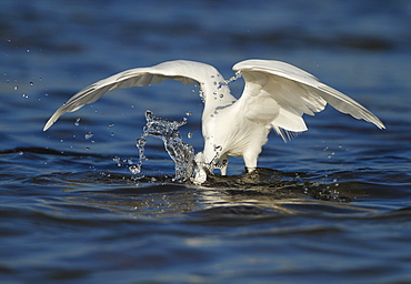 Little Egret fishing in water, Spain