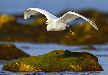 Little Egret fishing in flight, Spain