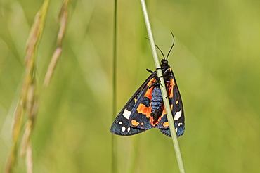 Scarlet Tiger on stem, Denmark 