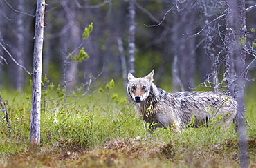 Grey Wolf out of forest, Finland