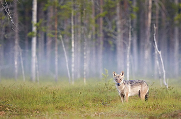 Grey Wolf in the morning mist, Finland