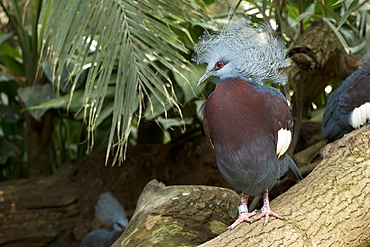 Southern Crowned Pigeon on a branch 