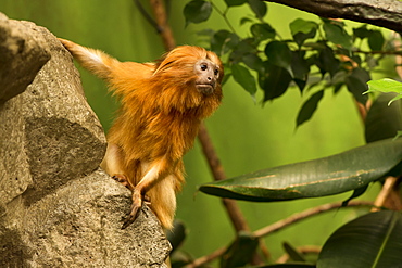 Golden Lion Tamarin on a rock