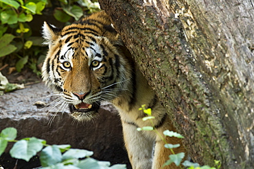 Portrait of Siberian Tiger