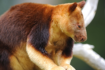 Tree kangaroo Goodfellow, Australia