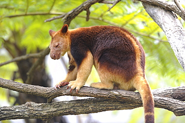 Tree kangaroo Goodfellow on a branch, Australia