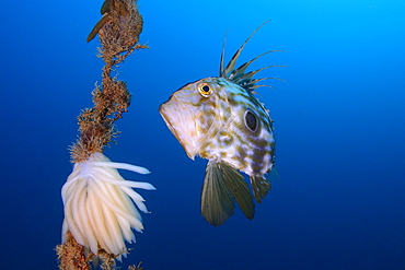 John Dory and spawning Squid, Mediterranean Spain 