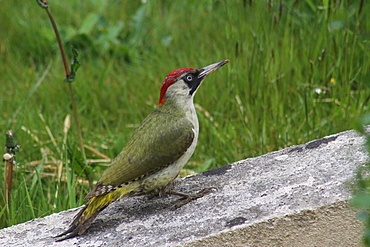 Female Green woodpecker on a lawn, Brittany France 